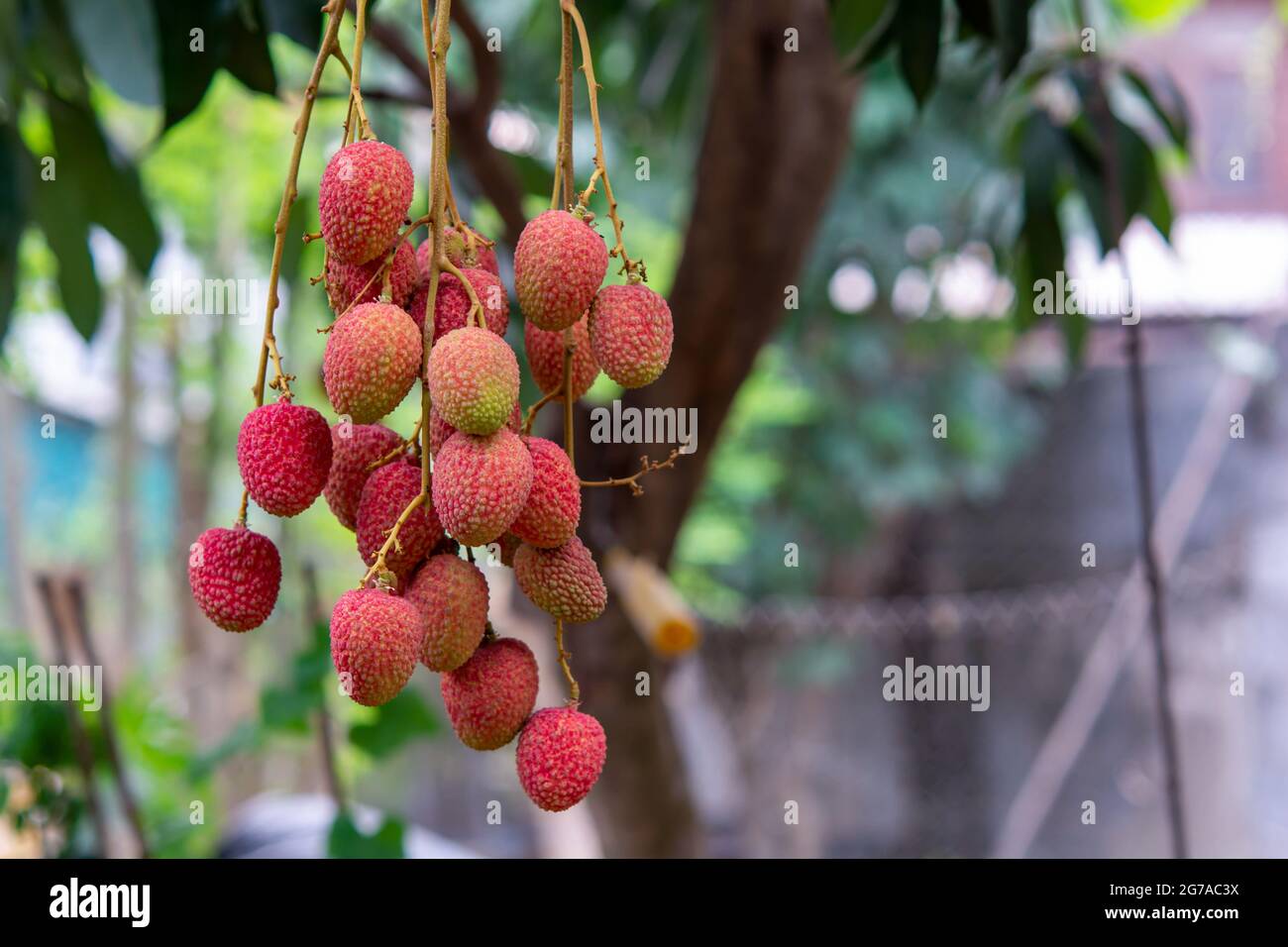 Reife Litschi-Früchte auf dem Baum Stockfoto