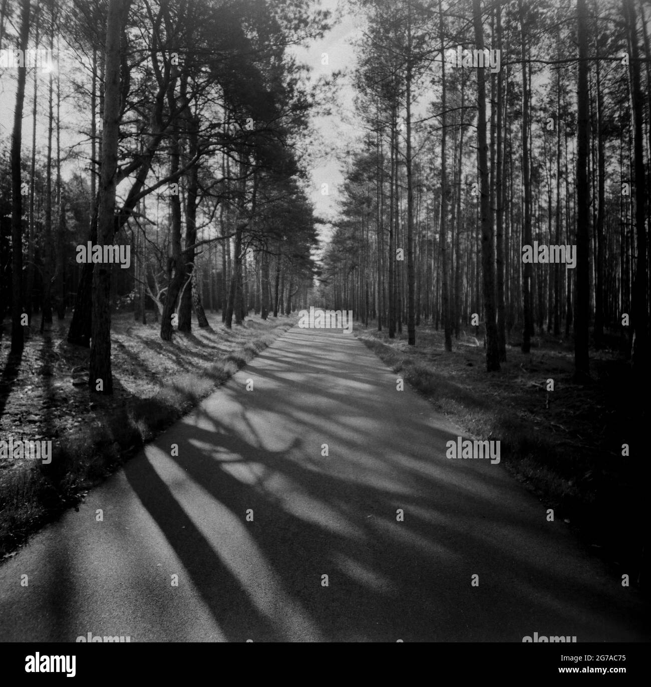 Radweg im Wald, Lomographie-Fotografie, analoges Mittelformat Stockfoto