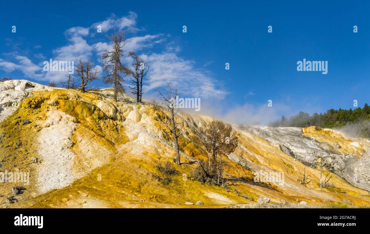 The Fossil Forest, Yellowstone National Park, Wyoming, USA Stockfoto
