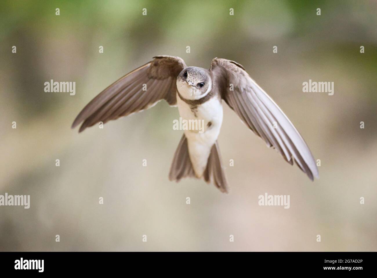 Sand martin, Riparia riparia Stockfoto