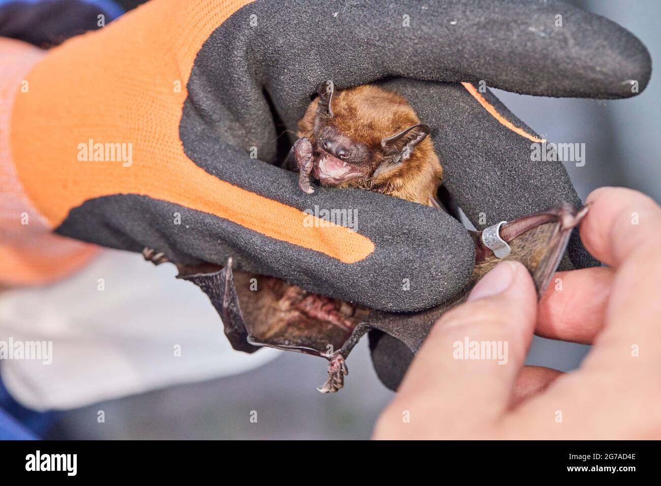 Fledermaus, Nachtfledermaus, Nyctalus noctula, Hand Stockfoto