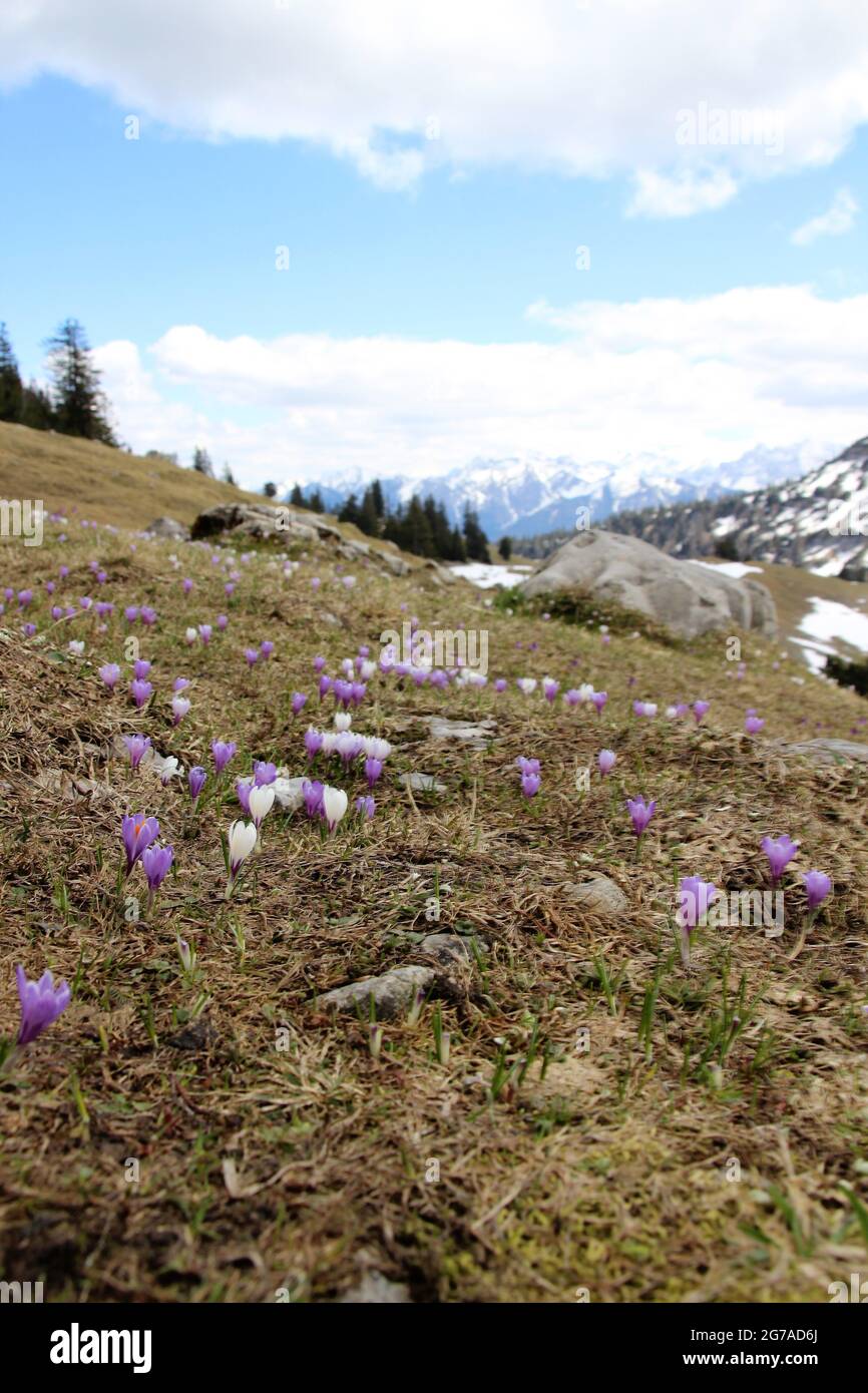 Krokusswiese im Estergebirge, Eschenlohe, atmosphärisch, Restschnee,, Europa, Deutschland, Bayern, Oberbayern, Werdenfelser Land, Loisachtal Quelle Stockfoto