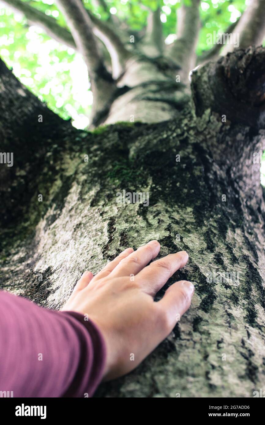 Die Hand berührt einen Baumstamm Stockfoto