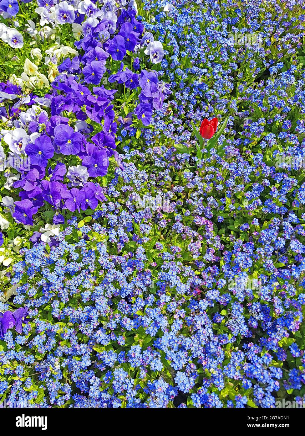 Blumenbeet mit Stiefmütterchen, Vergissmeinnicht und Tulpen Stockfoto