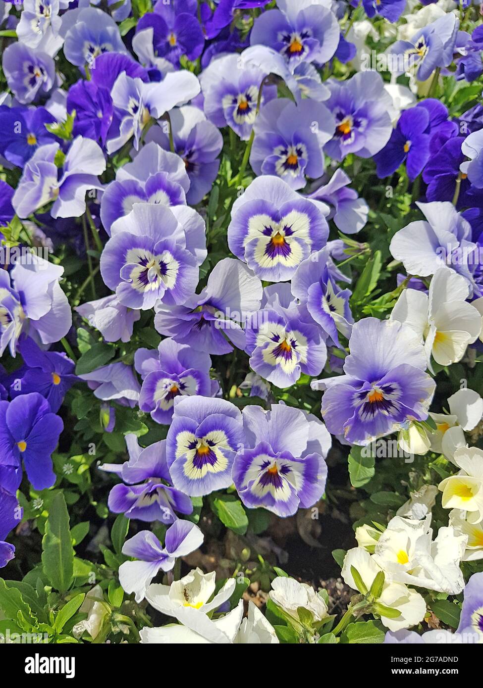 Stiefmütterchen im Blumenbett Stockfoto