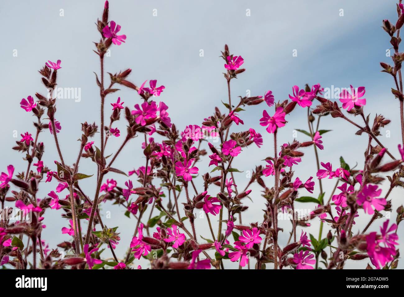 Leuchtend rote Campions, silene dioica, Melandrium rubrum. Die Blüten stammen aus Großbritannien und sind im Frühjahr und Frühsommer verbreitet. Stockfoto