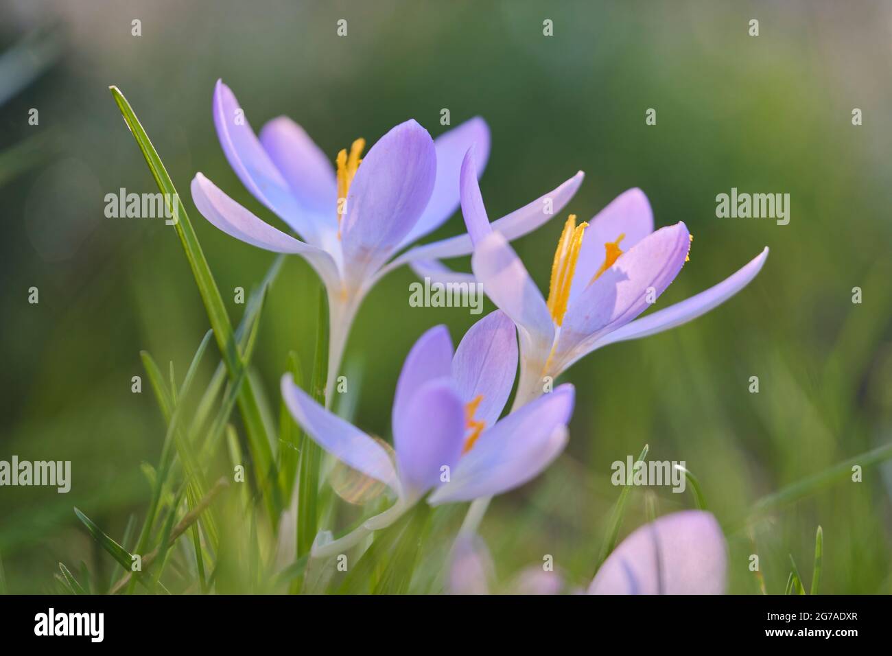 Krokus, Frühlingskrokus Stockfoto