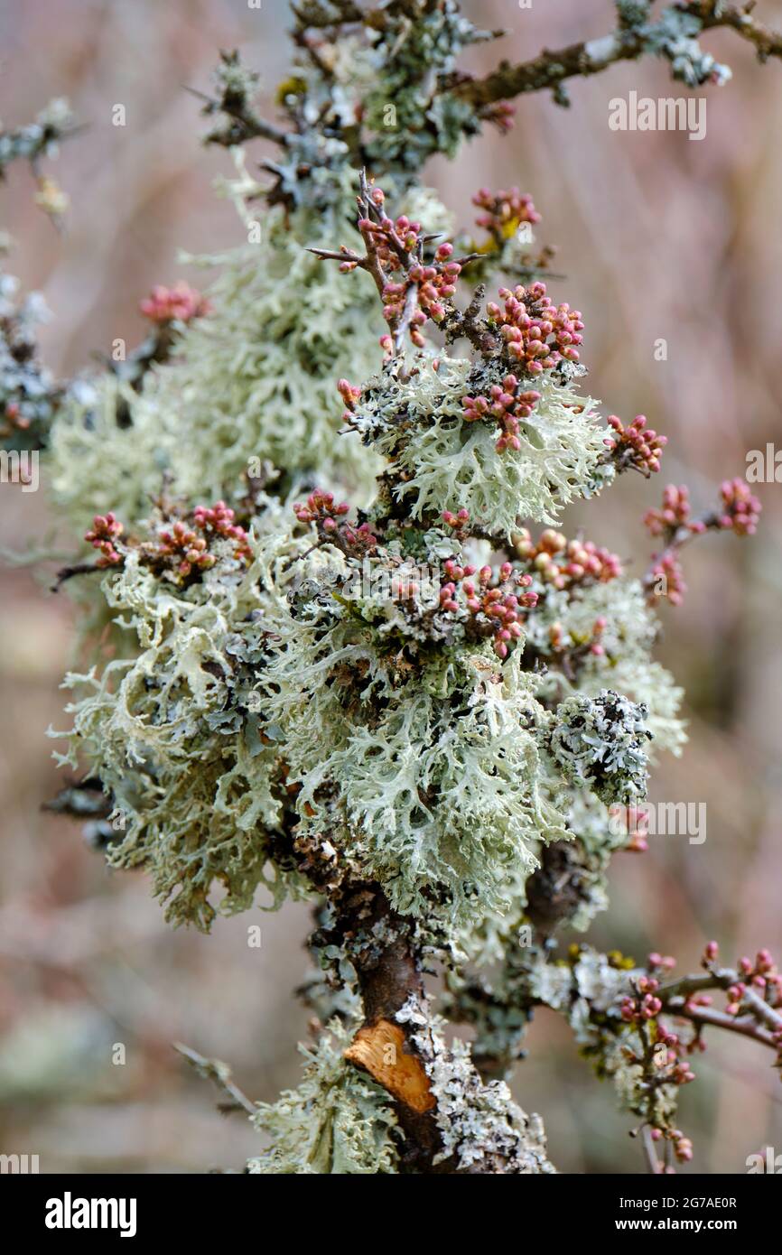 Elchgeweih-Flechten, Pseudevernia furfuracea, Baummoos, Gabelflechten Stockfoto
