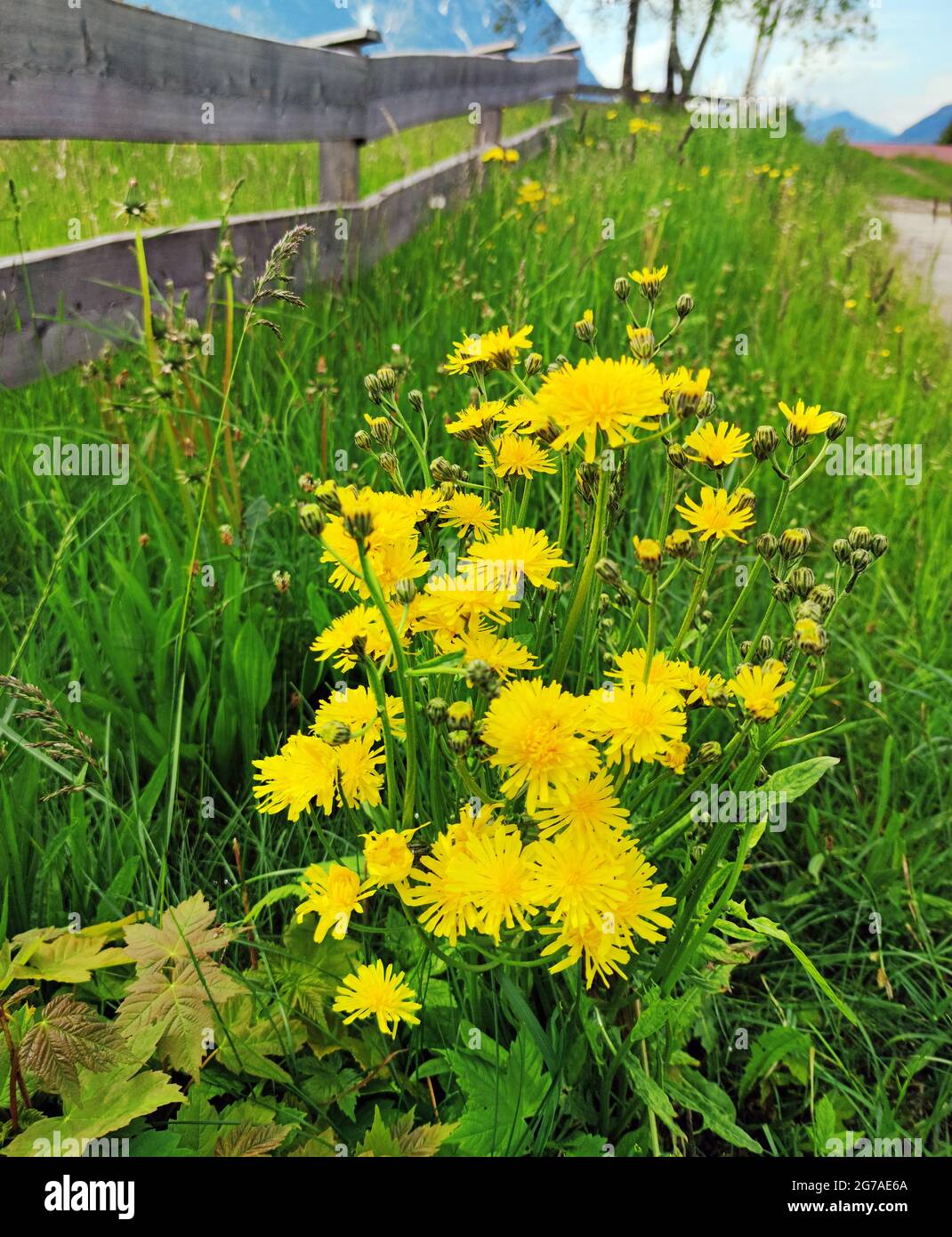 Dandelion pippau (Crepis visicaria) Stockfoto