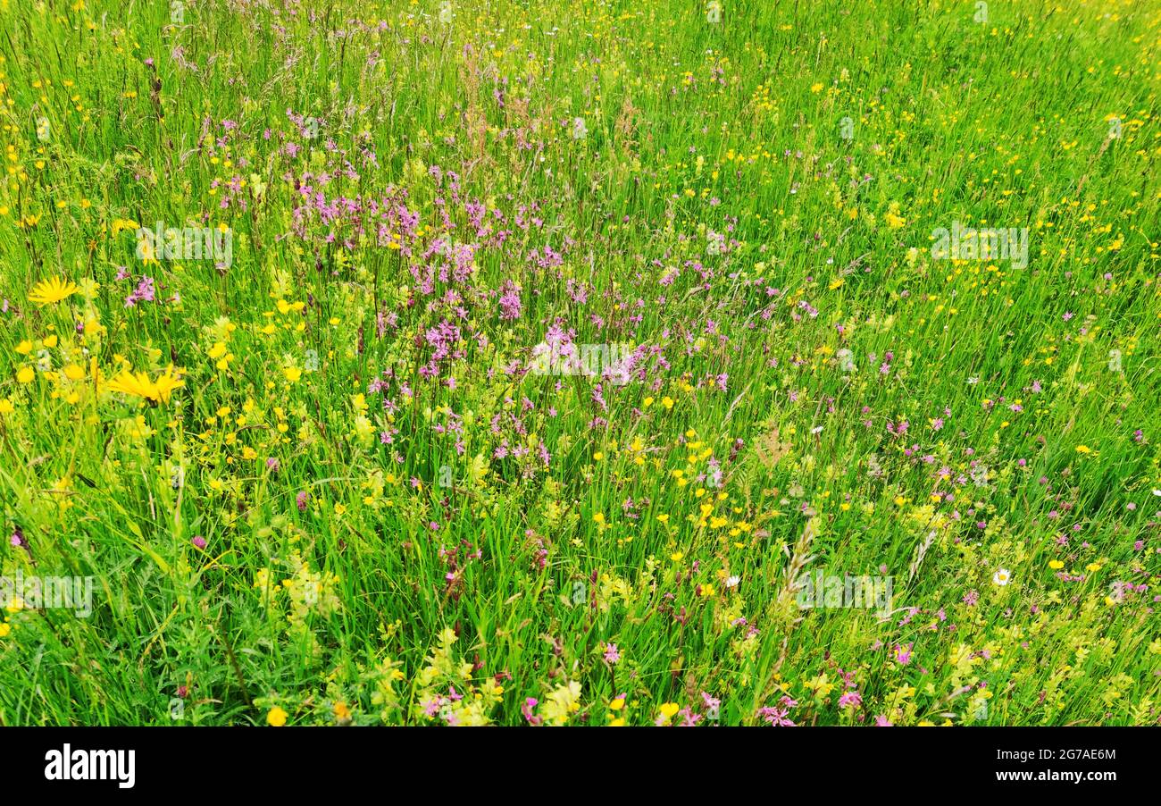 Die blühende Artenvielfalt erstreckt sich im Frühjahr über die Futterwiesen Stockfoto