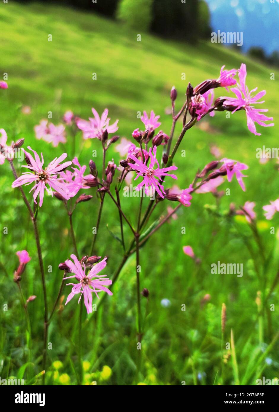 Kuckuckschnarnelke (Lichnis flos-cuculi) Stockfoto