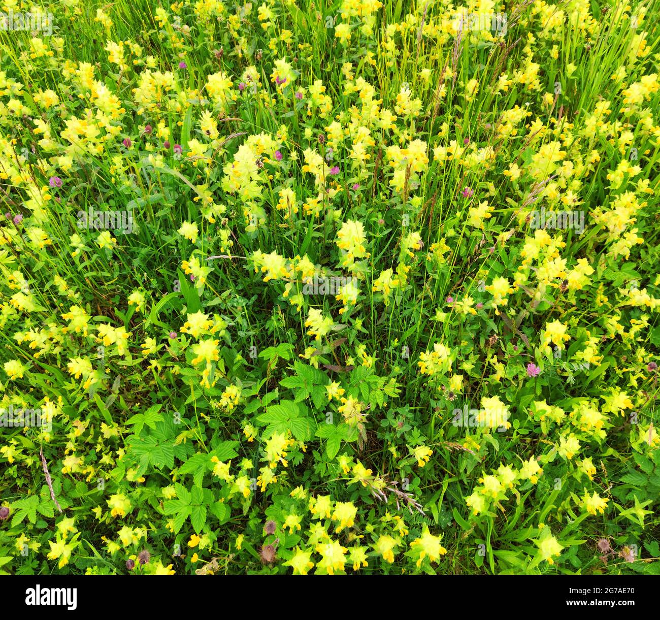 Großer Klapptopf (Rhinanthus serotinus) auf den Buckelwiesen Stockfoto