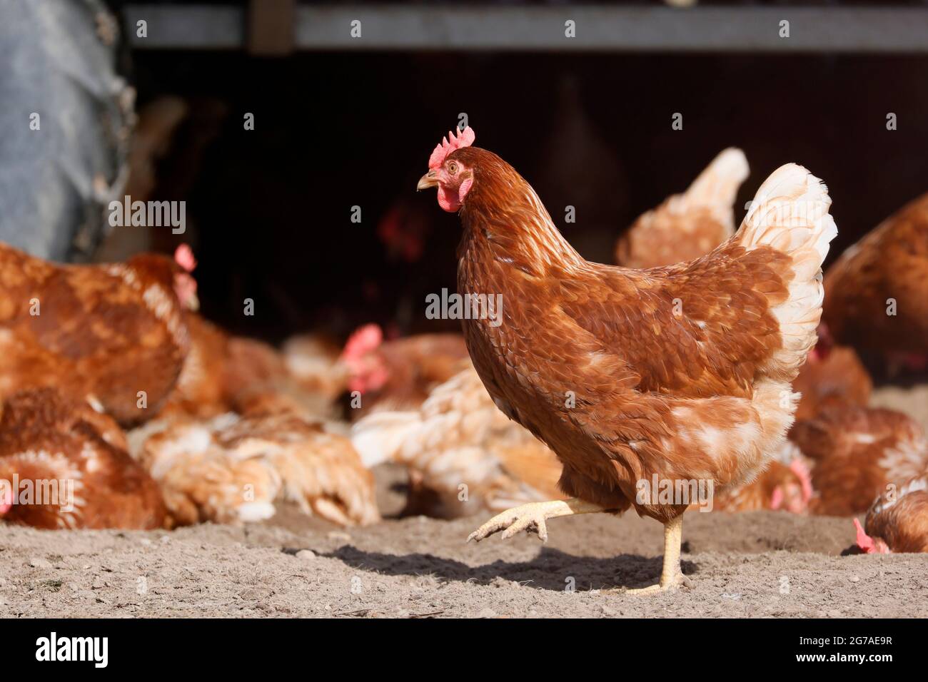 Haushuhn, Freilandhühner auf einer Wiese, Deutschland. Stockfoto