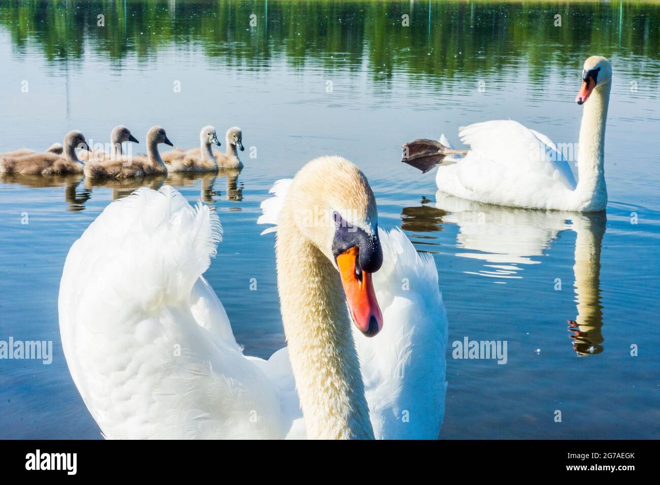 Wien, Familie des stummen Schwans (Cygnus olor) mit Küken, erwachsener Schwan schützt Küken, Donau (Donau) im Jahr 22. Donaustadt, Wien / Wien, Österreich Stockfoto