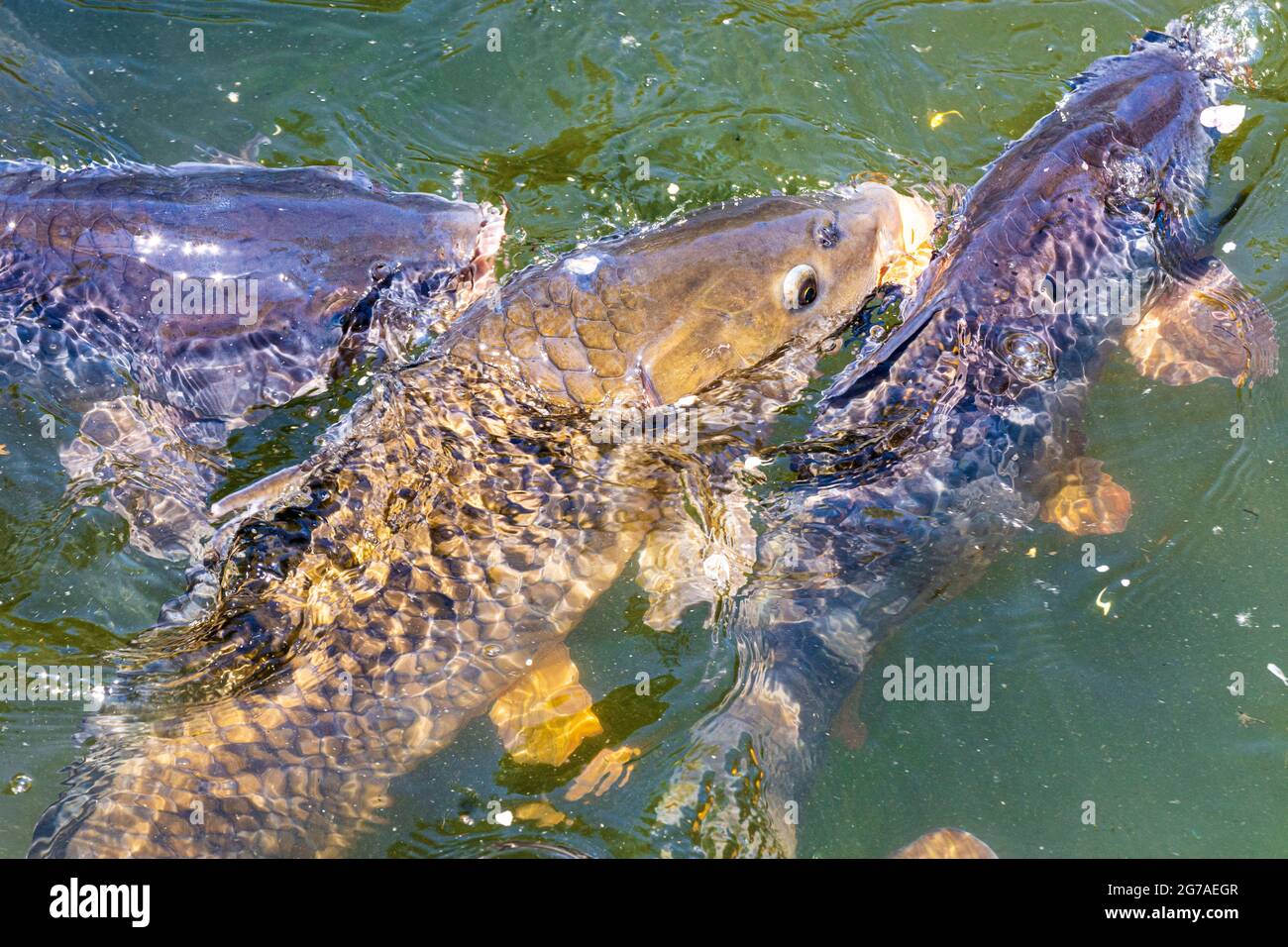 Wien, Karpfen oder europäischer Karpfen (Cyprinus carpio), der um Futter kämpft, Oxbowsee Kaiserwasser 22. Donaustadt, Wien / Wien, Österreich Stockfoto