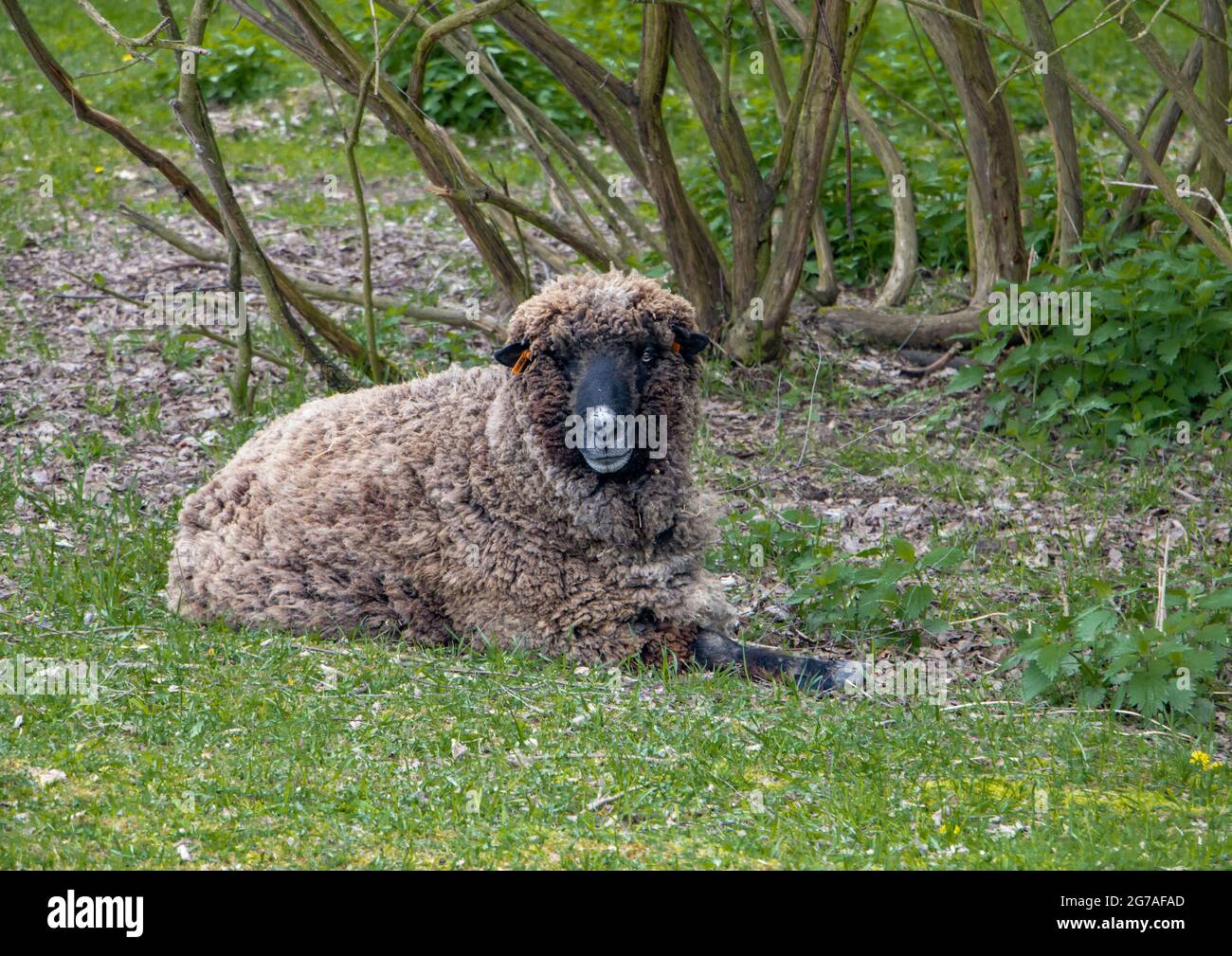 Ein zotteliges Schaf liegt im Gras und schaut zur Kamera. Stockfoto