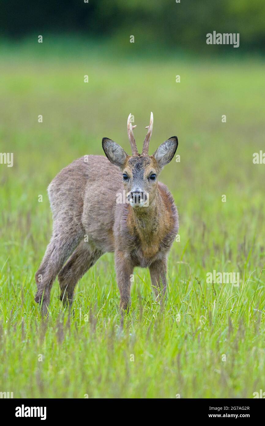 Roebuck (Capreolus capreolus) auf einer Wiese, Frühling, Mai, Hessen, Deutschland Stockfoto