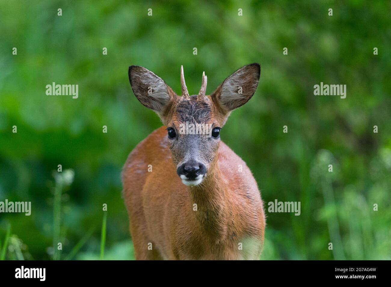 Roebuck (Capreolus capreolus) im Wald, Frühjahr, Mai, Hessen, Deutschland Stockfoto