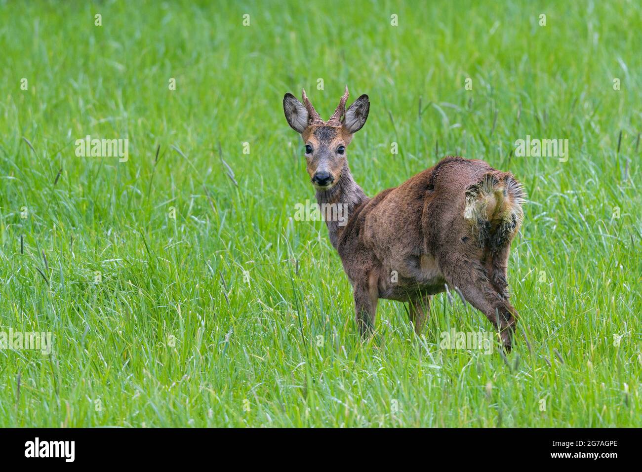 Verschmutzte Tiere Stockfotos und -bilder Kaufen - Alamy