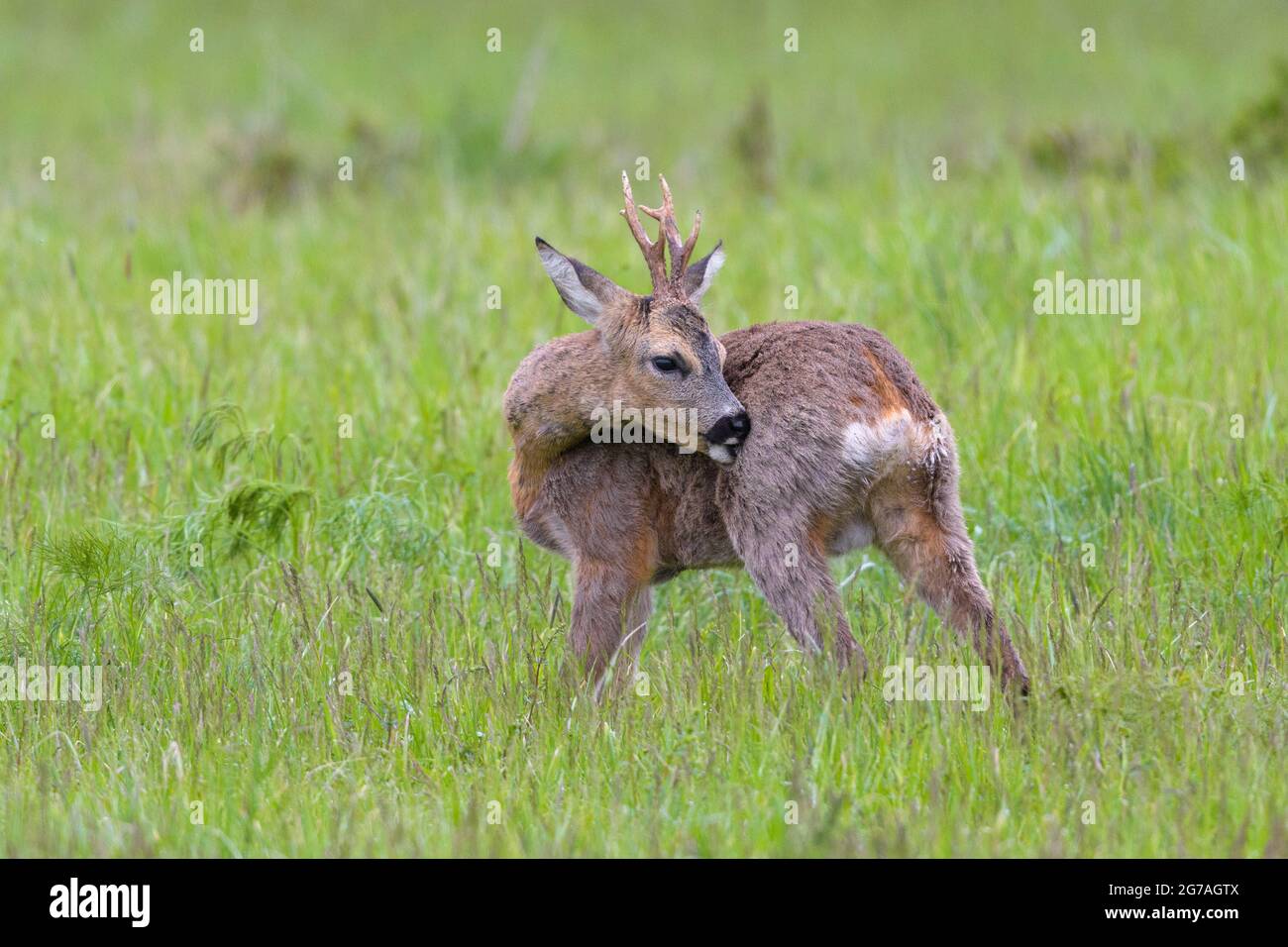 Roebuck (Capreolus capreolus) Pflege auf einer Wiese, Frühjahr, Mai, Hessen, Deutschland Stockfoto