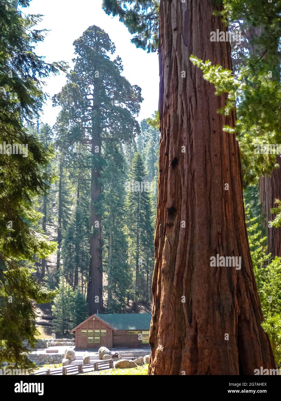 Sequoia Nationalpark, Kalifornien, USA Stockfoto