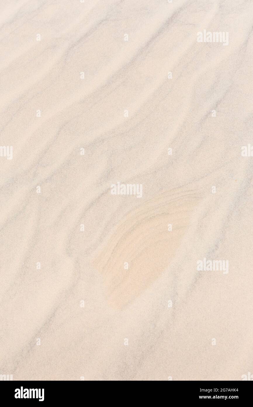 Europa, Dänemark, Nordjütland. Der Sand der sich verschiebenden Düne Råbjerg Meile. Stockfoto