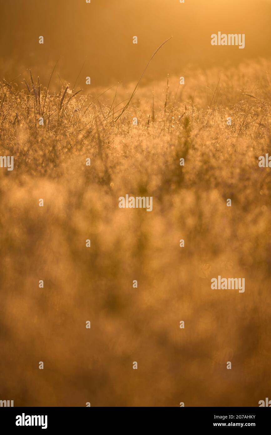 Europa, Dänemark, Nordjütland. Goldenes Morgenlicht in den Dünen der Ostseeküste. Stockfoto