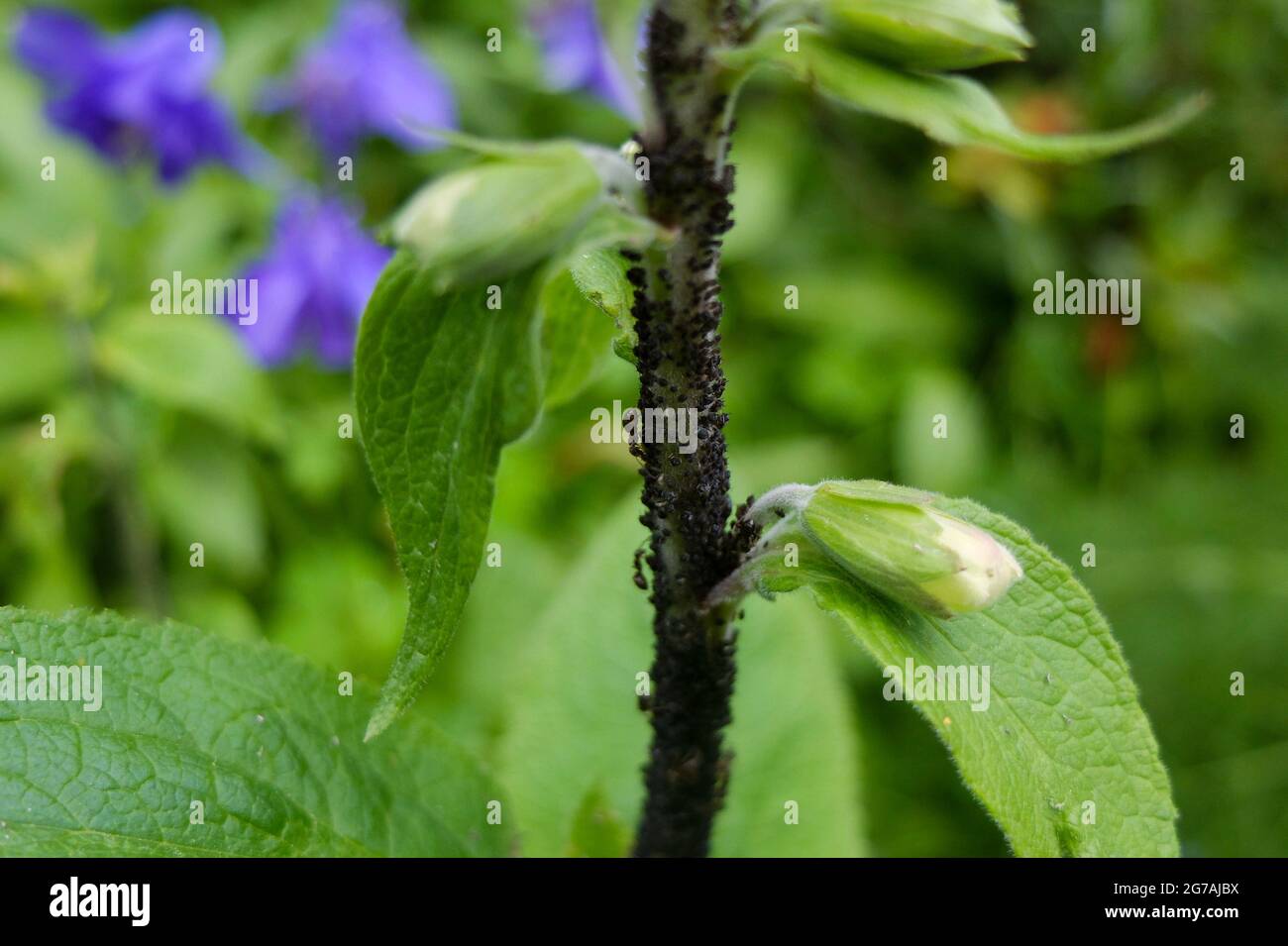 Blattläuse (Aphidoidea) auf Füchshandschuhen (Digitalis purpurea) Stockfoto