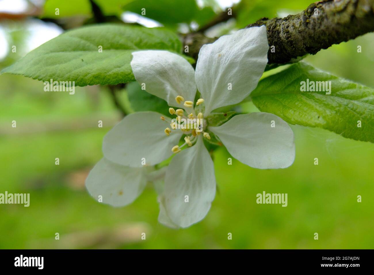 Weiße Apfelblüte (Apfelsorte 'Goldparmäne') Stockfoto