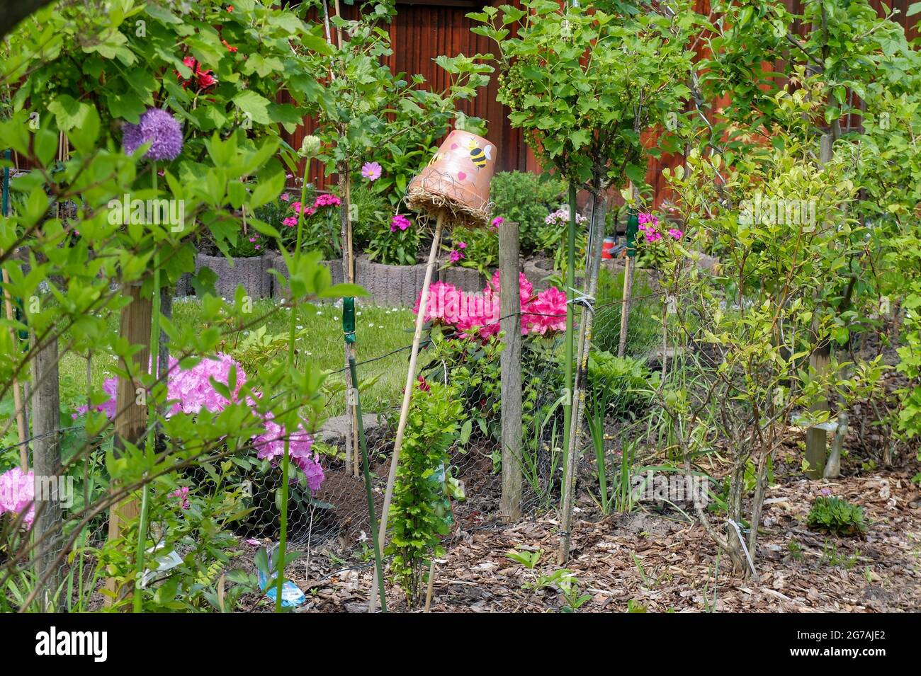 Im Frühlinggarten werden die Ohrhörer (Dermaptera) geschützt Stockfoto