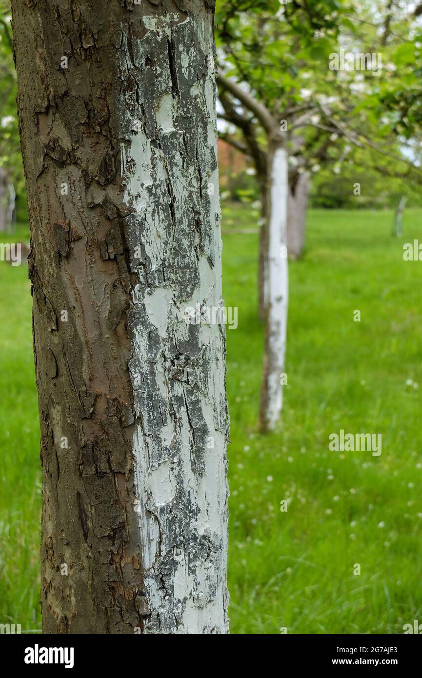 Apfelbaum (Malus domestica) mit Kalk überzogen Stockfoto