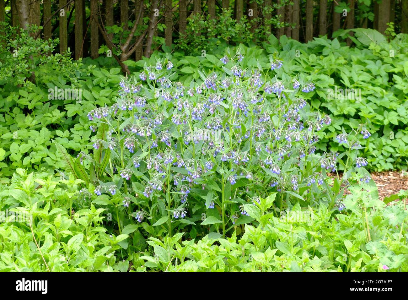 Gemeiner Beinwell, wilder Beinwell (Symphytum officinale) Stockfoto