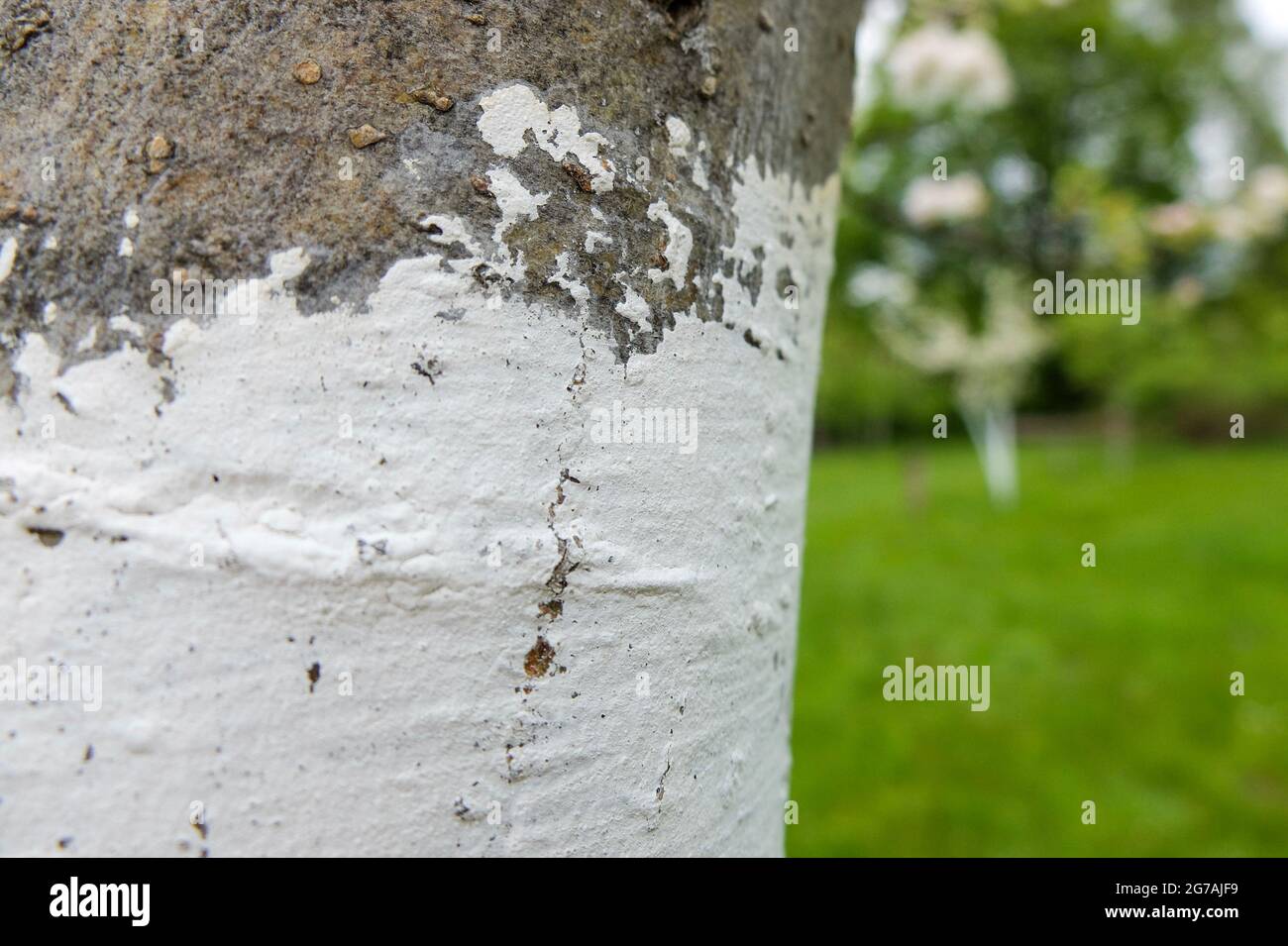 Apfelbaum (Malus domestica) mit Kalk überzogen Stockfoto