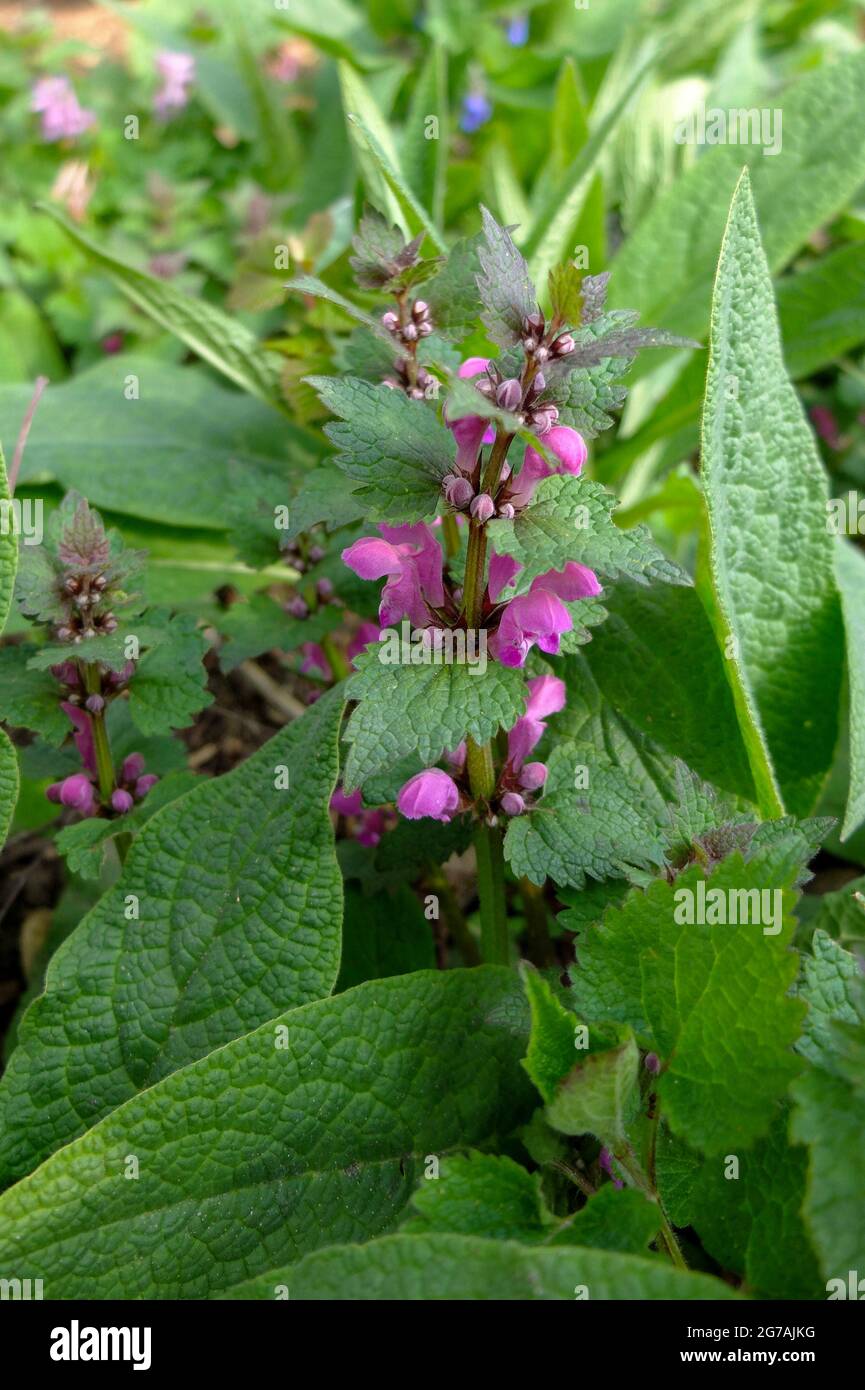 Red Dead Nessel (Lamium Purpureum) Stockfoto