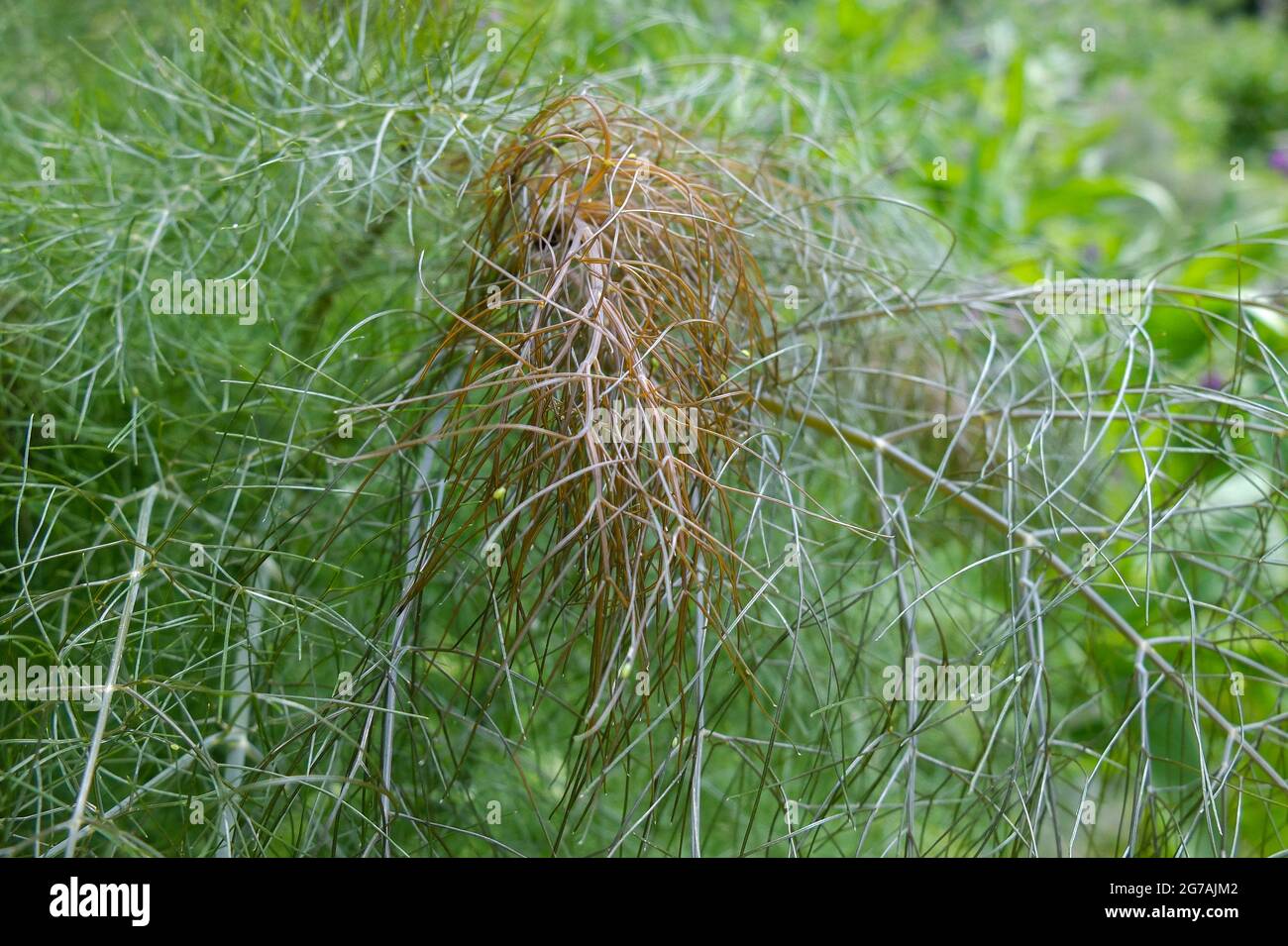 Bronzefenchel 'Purpureum' (Foeniculum vulgare) Stockfoto