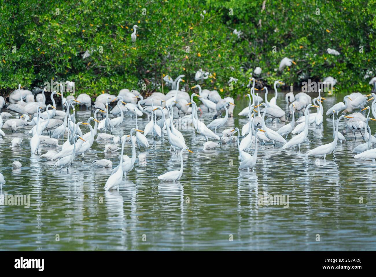 Gruppe von Großreihern (Ardea alba) auf der Suche nach Nahrung in einem Teich, Sanibel Island, J.N. Ding Darling National Wildlife Refuge, Florida, USA Stockfoto