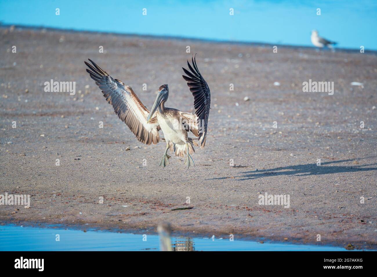 Startflug des braunen Pelikans (Pelecanus occidentalis), Sanibel Island, J.N. Ding Darling National Wildlife Refuge Florida, USA Stockfoto
