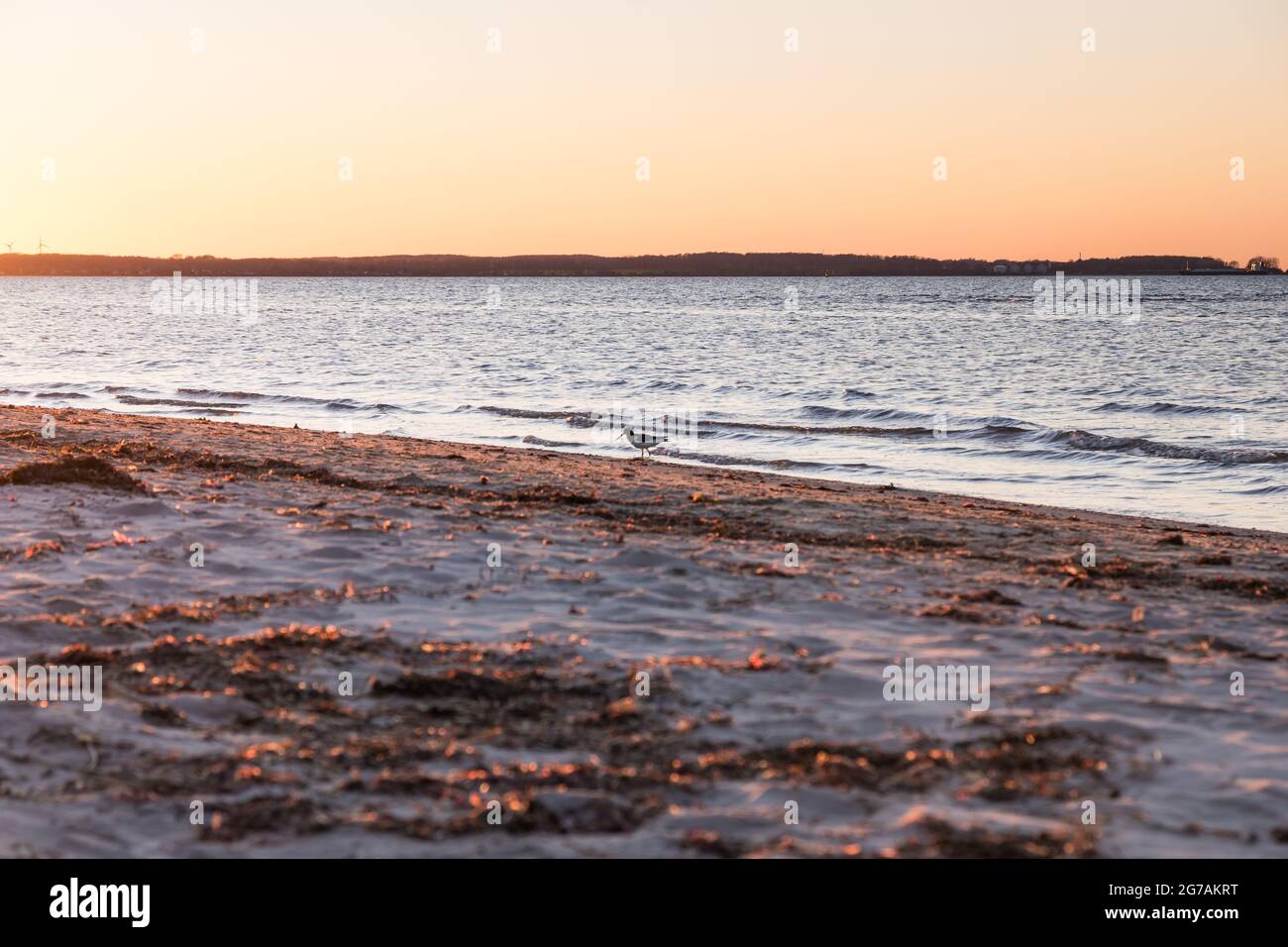 Austernfischer, Seevögel am Strand von Laboe, Deutschland. Stockfoto