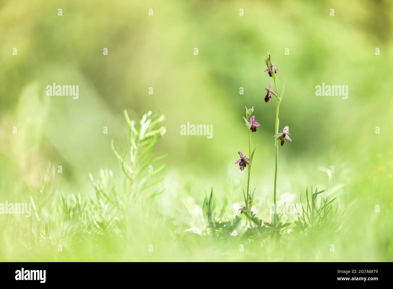 Bienenragkraut (Ophrys apifera), Deutschland Stockfoto