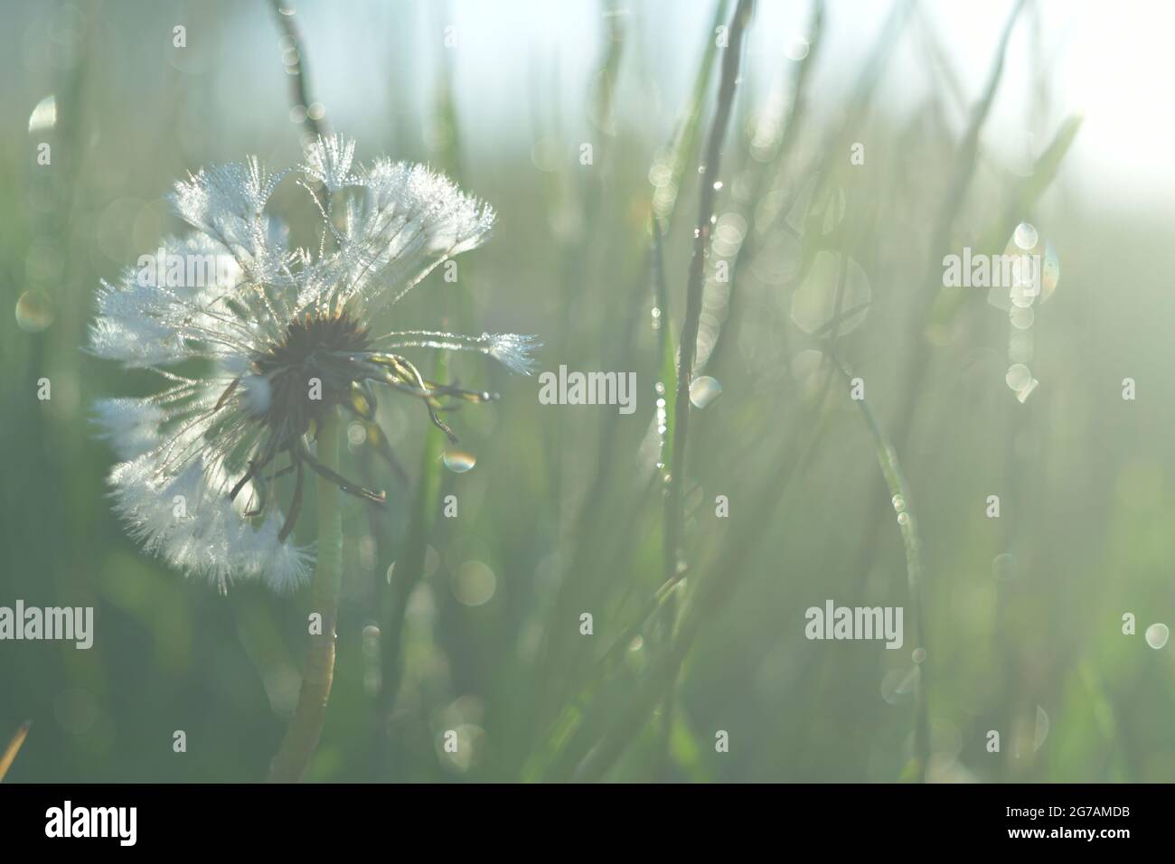 Verwelkter Löchenkerz (Taraxacum sect. Ruderalia) auf einer Wiese Stockfoto