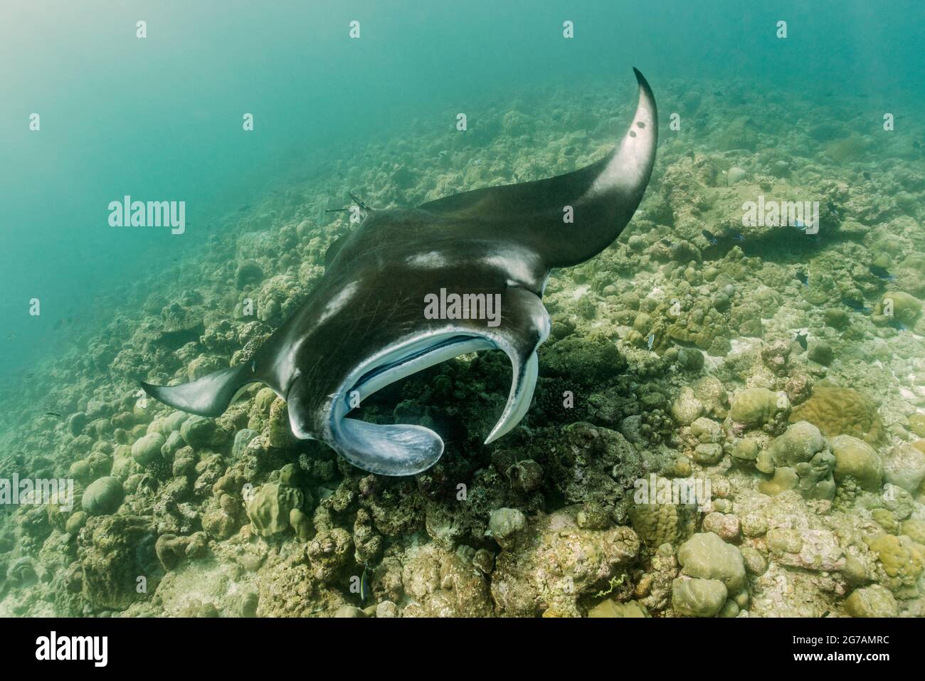 Manta-Strahlen (Mobula birostris, SYN.: Manta birostris), eine Art Strahl aus der Familie der Teufelsrochen, sind die größten Strahlen in den Ozeanen Stockfoto