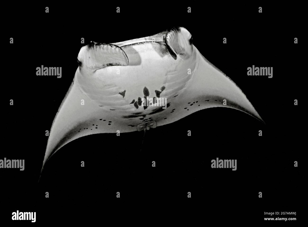 Manta-Strahlen (Mobula birostris, SYN.: Manta birostris), eine Art Strahl aus der Familie der Teufelsrochen, sind die größten Strahlen in den Ozeanen Stockfoto