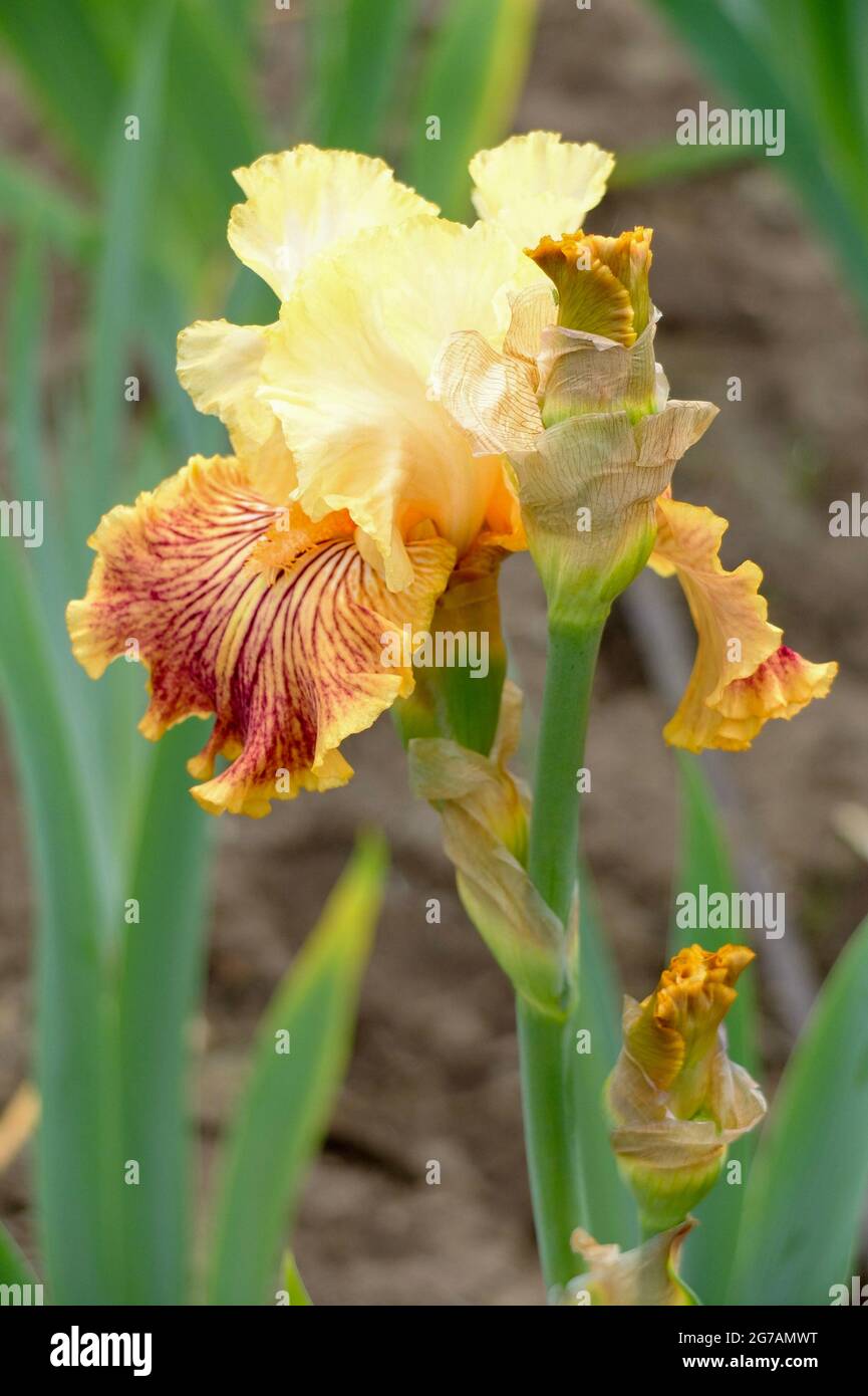 Große bärtige Iris (Iris barbata-elatior), Sorte „Girl Gone Wild“ Stockfoto