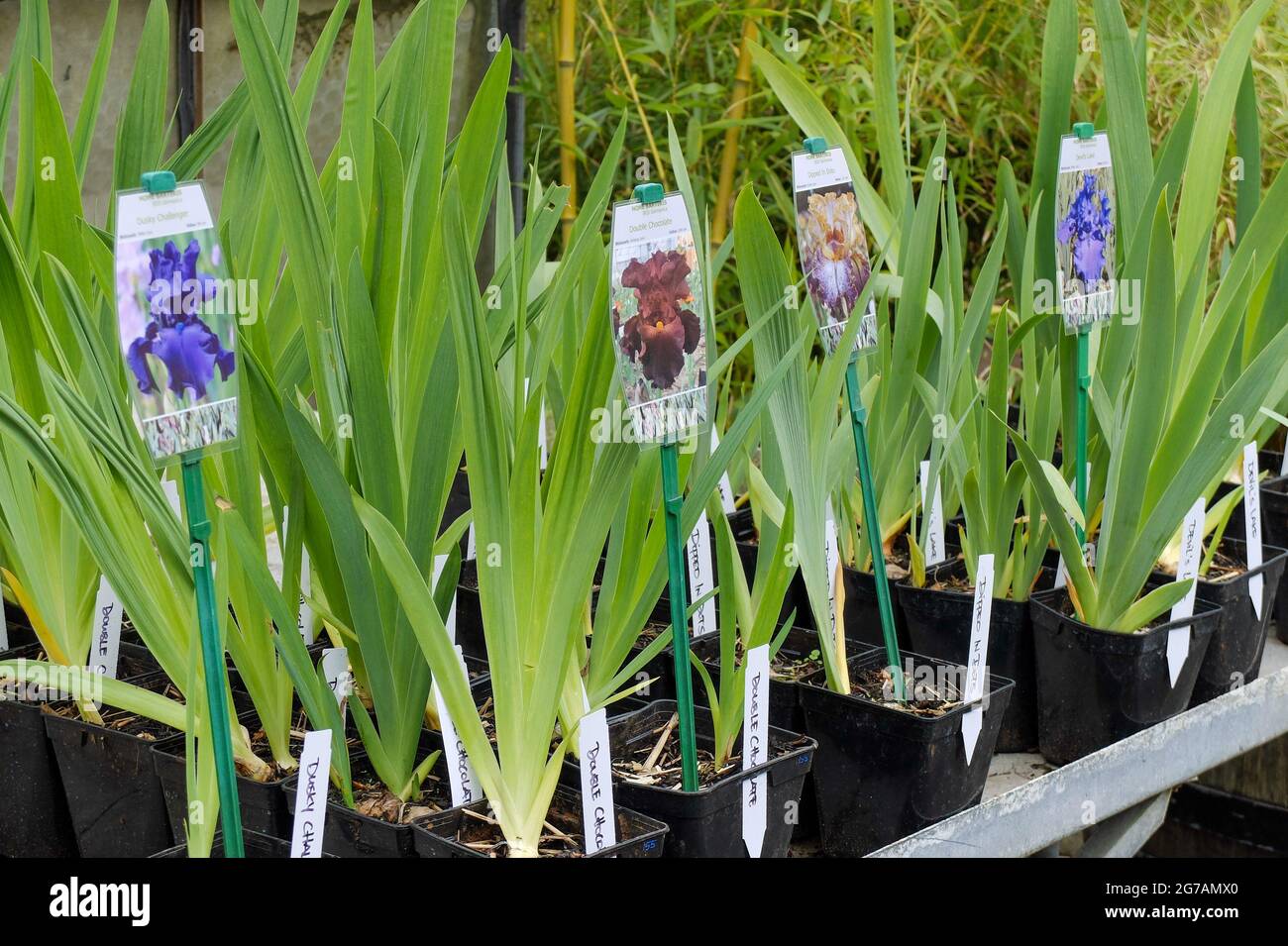 Große bärtige Iris (Iris barbata-elatior), in Töpfen Stockfoto
