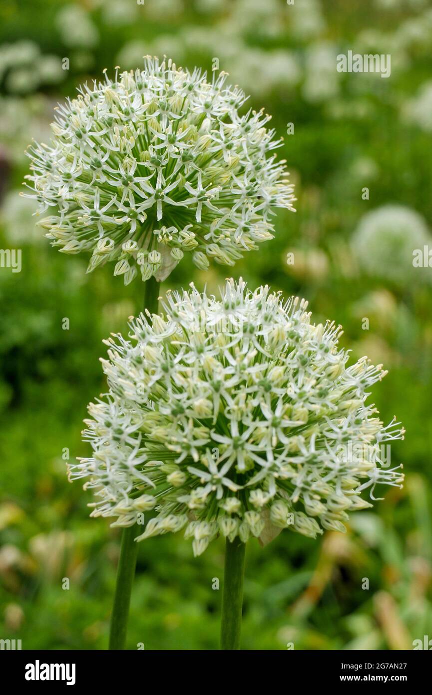 Zierzwiebeln (Allium) „Mont Everest“ Stockfoto