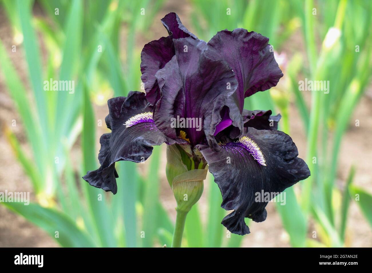 Hohe bärtige Iris (Iris barbata-elatior), Kultivar „Hier kommt die Nacht“ Stockfoto