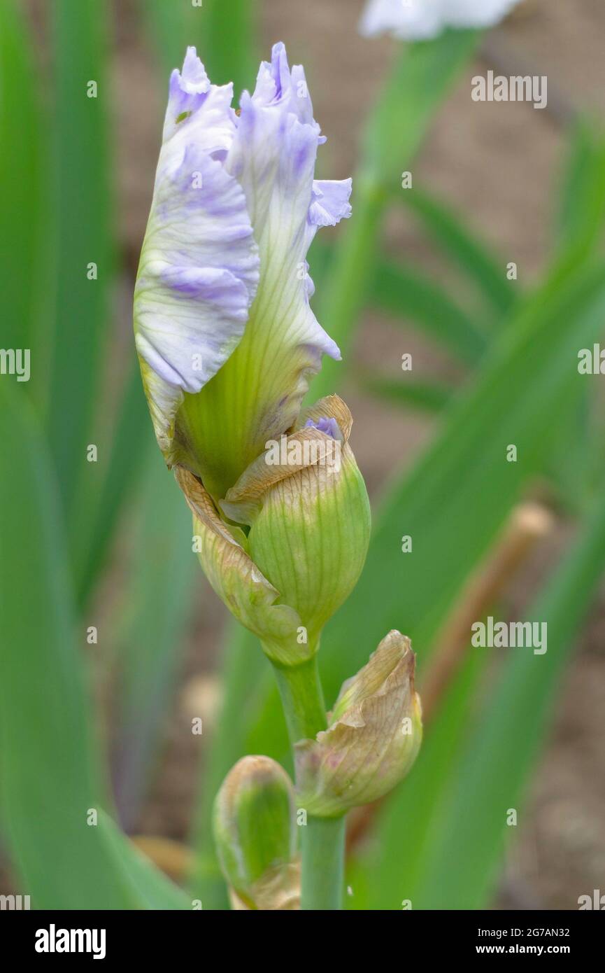 Große bärtige Iris (Iris barbata-elatior), kultivierte „Misty Morning Melody“ Stockfoto