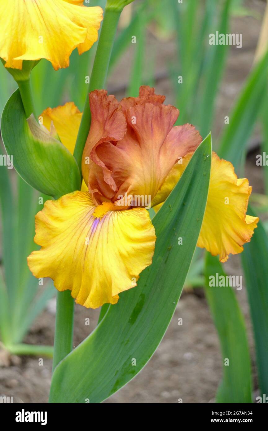 Hohe bärtige Iris (Iris barbata-elatior), Sorte „Big Band Sining“ Stockfoto