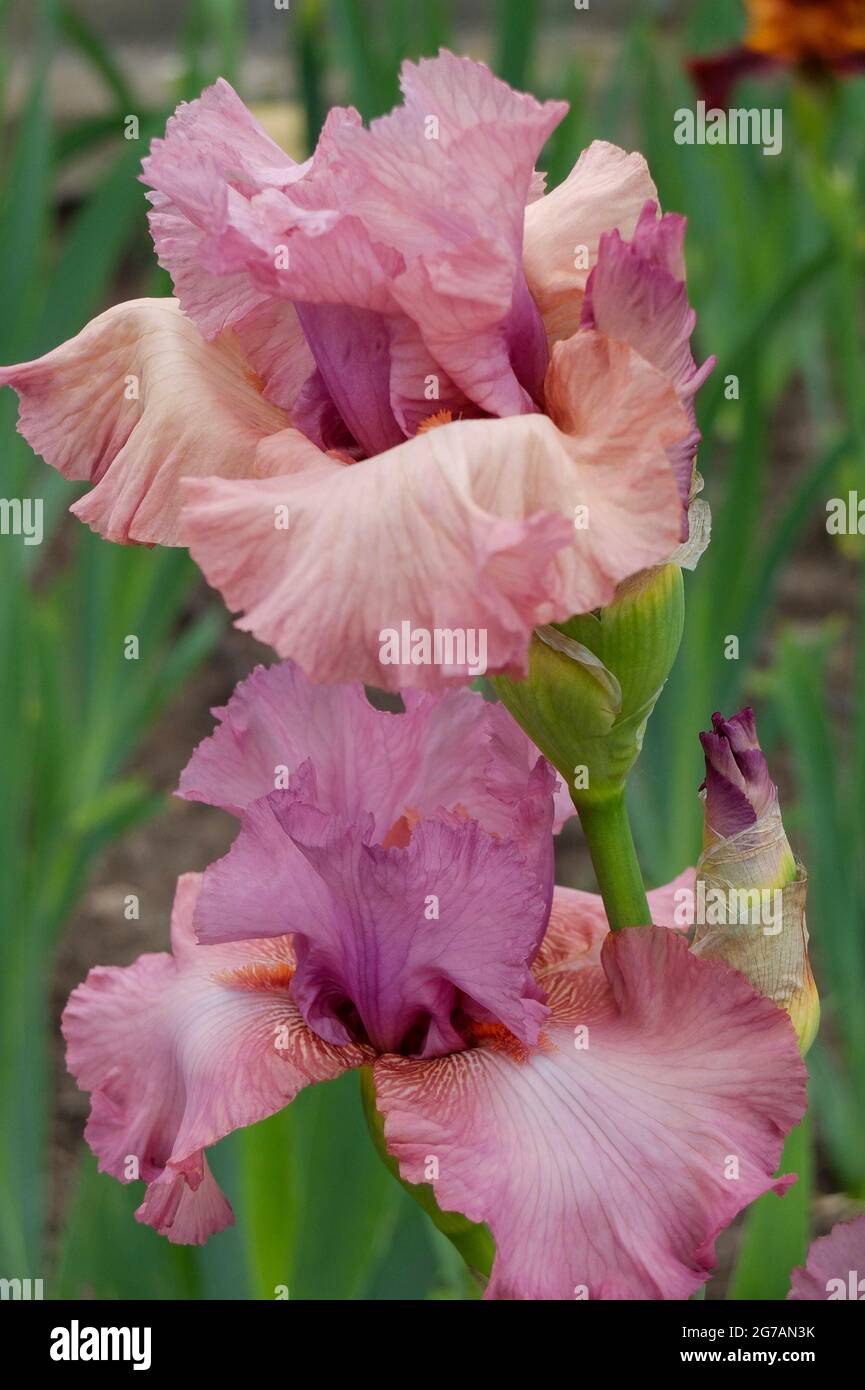 Große bärtige Iris (Iris barbata-elatior), Kultivar „Cosmic Adventure“ Stockfoto