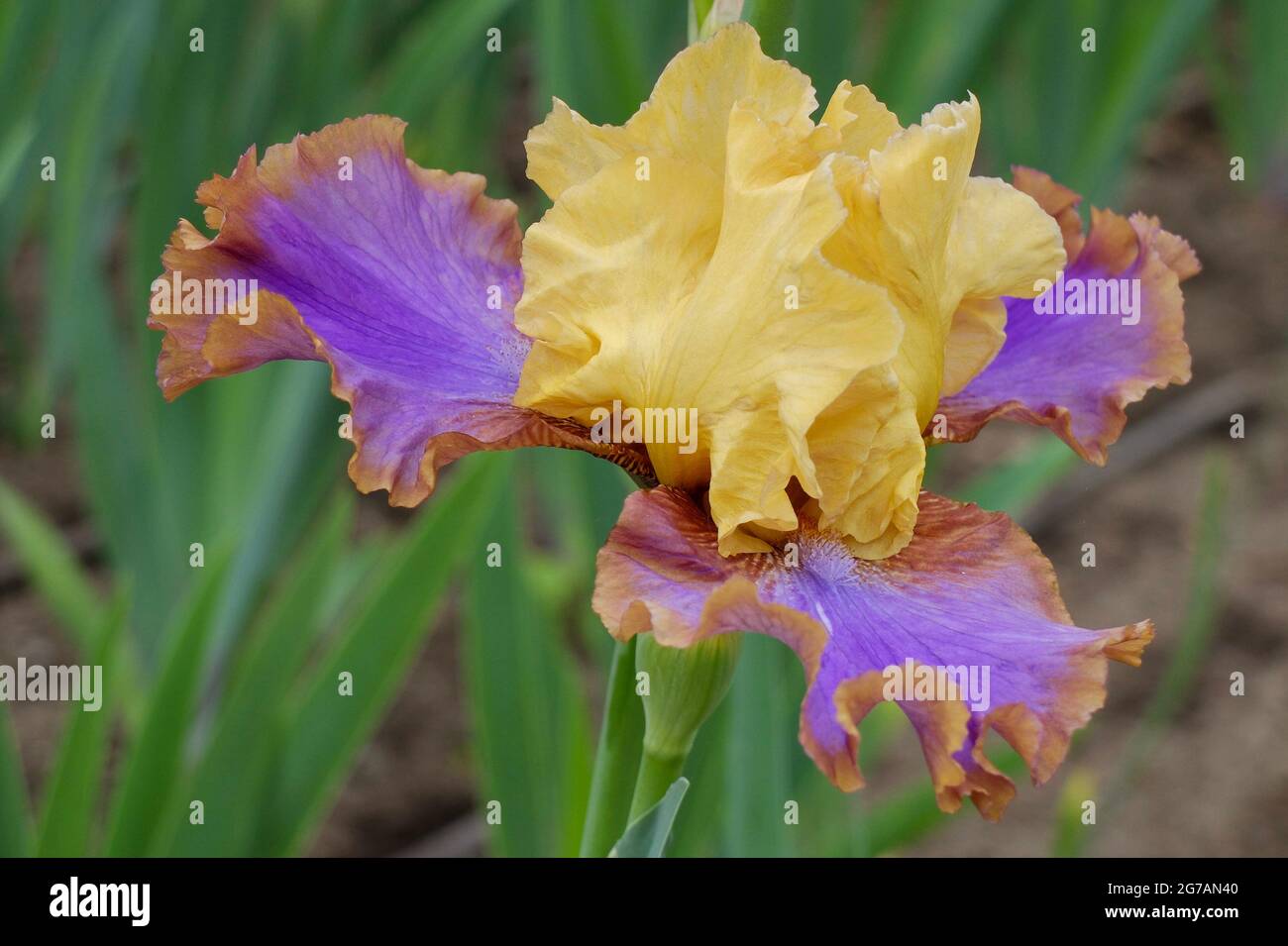 Große bärtige Iris (Iris barbata-elatior), Kultivar „Escape the Ordinary“ Stockfoto